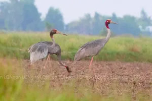 Sếu đầu đỏ về Kiên Giang