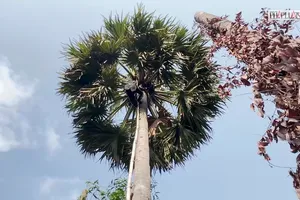 Video: Đánh đu trên đọt thốt nốt để mưu sinh