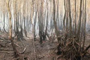 Kiên Giang: Cháy 371 ha rừng phòng hộ ở Giang Thành