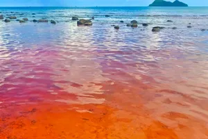 Xuất hiện hiện tượng thủy triều đỏ ở Kiên Giang