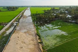 Gần 3ha lúa ở Hậu Giang nhiễm mặn chết không phải do cát san lấp cao tốc