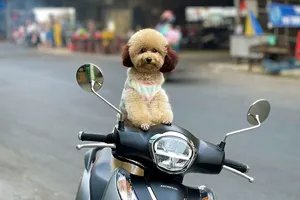 'Chở thú cưng bằng xe máy bị phạt theo Nghị định 168' là thông tin thất thiệt