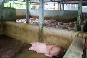 3 câu hỏi cần làm rõ trong vụ Công ty C.P bị tố bán thịt heo bệnh