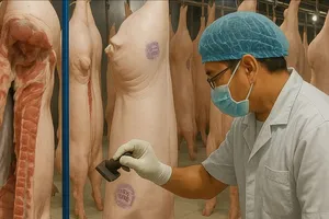 Infographic: Toàn cảnh vụ Công ty C.P bị tố bán thịt heo bệnh 