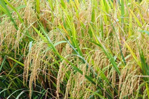 Mô hình lúa chuyên canh chất lượng cao ở ĐBSCL đạt lợi nhuận gần 40 triệu/ha