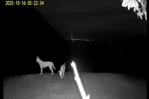 Thực hư thông tin xuất hiện 4 con khỉ trắng trên núi Ma Thiên Lãnh