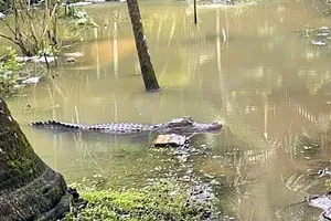 Thực hư thông tin cá sấu xuất hiện trong mương nước ở Cần Thơ