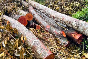 Hơn 40 cây xà cừ trong khu văn hóa Hồ Nước Ngọt ở Cần Thơ bị đốn hạ