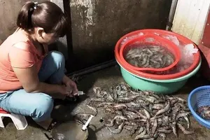 Nhức nhối nạn bơm tạp chất vào tôm