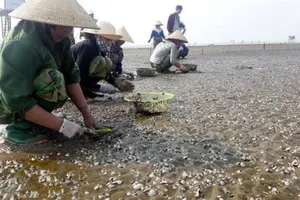 Sau bão số 3, ngao chết nổi trắng biển Thái Bình