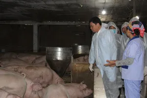 Công bố 3 kịch bản đối phó với thiếu thịt heo