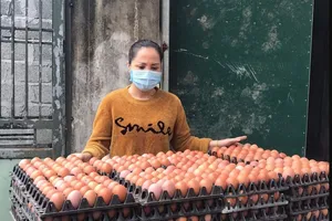 Tình hình bi đát, người chăn nuôi phải hủy trứng gà giống