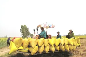 Từ 0 giờ ngày 23-4, bắt đầu khai hải quan xuất khẩu nếp