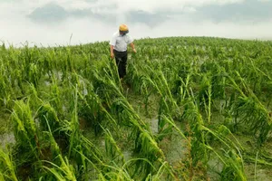 3 người chết do mưa đá, dông lốc ở miền núi phía Bắc