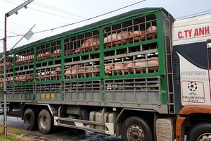 Ảnh minh họa: Dân Việt