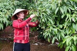 Ba kịch bản tiêu thụ vải thiều trong đại dịch COVID-19