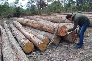 Ảnh minh họa. Nguồn: VOV