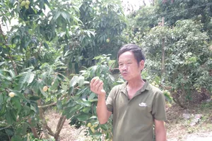 Gỡ khó để quả vải đặc sản Việt bay sang Nhật Bản