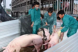 Heo sống Thái Lan chính ngạch về đến cửa khẩu Lao Bảo