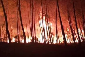 Báo cáo Thủ tướng về cháy rừng liên tiếp tại Nghệ An, Hà Tĩnh