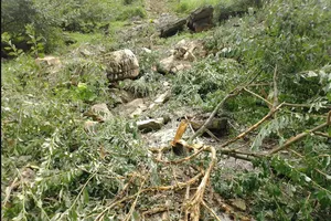 Trận động đất mạnh làm nhiều cây ăn quả của bà con ở Sơn La bị gãy, nát. Ảnh: TUỆ LINH/DÂN VIỆT