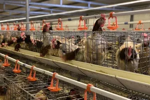 Gà thải siêu rẻ 10.000 đồng Trung Quốc 'chạy' vào Việt Nam