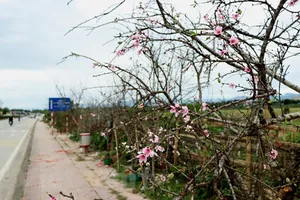 Một góc phố đào rừng bên sông Nậm Rốm (Điện Biên). Ảnh: TTXVN