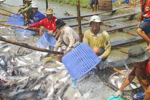 Nhiều lô cá da trơn sang Campuchia không được thông quan