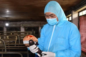 Việt Nam nhân bản thành công heo Ỉ