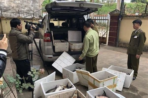  Phát hiện nhiều vụ nhập lậu cá tầm Trung Quốc 