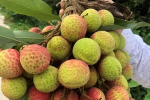 Đặc sản vải thiều Hải Dương, Bắc Giang sắp lên chợ online