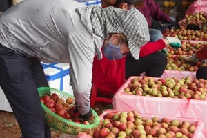 Thương nhân TQ không thể nhập cảnh vùng vải thiều vì dịch