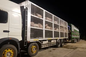 Việt Nam tạm ngừng nhập khẩu heo sống từ Thái Lan