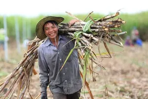 Đường Thái Lan giảm 75% nhờ áp thuế chống bán phá giá