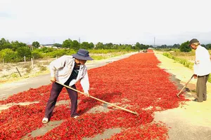 Hàng loạt nông sản rớt giá thảm, ớt chín rụng ngoài đồng