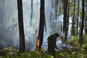 2 ngày qua Huế liên tiếp cháy rừng, Bộ NN&PTNT chỉ đạo khẩn
