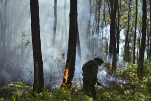 Nguy cơ cháy rừng cấp V, Phó Thủ tướng có Công điện khẩn