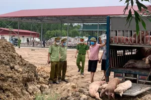 Bị phạt 7 triệu đồng vì vận chuyển heo nhiễm bệnh 