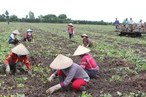 Vĩnh Long đang cần bán 27.000 tấn khoai lang tím