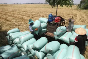 Yêu cầu nghiên cứu giải pháp của Bộ Công thương để gỡ khó cho lúa gạo