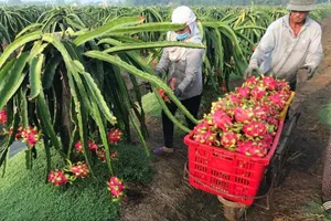 Trung Quốc tạm dừng nhập thanh long Việt Nam qua cầu phao tạm Đông Hưng