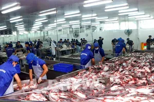 Gần một nửa nhà máy chế biến cá tra ở ĐBSCL dừng hoạt động