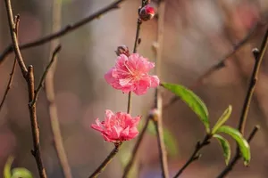 Dự báo thời tiết Tết Nguyên đán 2022 trên cả nước