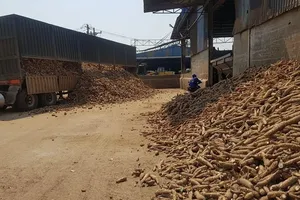 Hiệp hội sắn kêu cứu, mong được gặp Thủ tướng