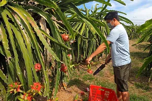 Bộ Nông nghiệp khuyến cáo nông dân đừng nóng vội chặt bỏ thanh long