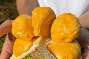 Đàm phán xuất khẩu sầu riêng Việt sang Trung Quốc sắp hoàn tất