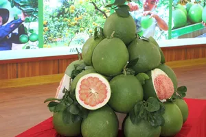 Bưởi Việt Nam chính thức được Mỹ cấp phép nhập khẩu