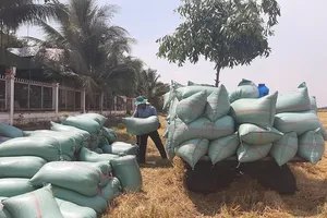 Bị phê bình vì chậm tham mưu về chứng nhận gạo quốc gia Việt Nam