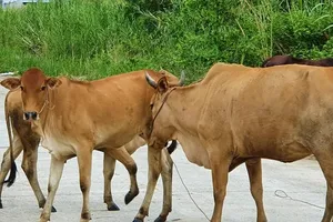 Chặn buôn bán trái phép trâu bò qua biên giới