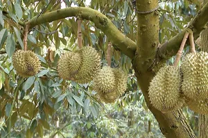 Cảnh báo nóng việc đổ xô trồng sầu riêng để bán sang Trung Quốc